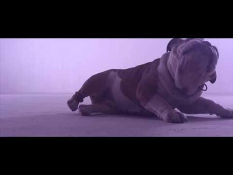 Wake The Dogs